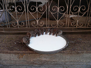 Karni Mata Mandir in Deshnoke, Rajasthan, India
