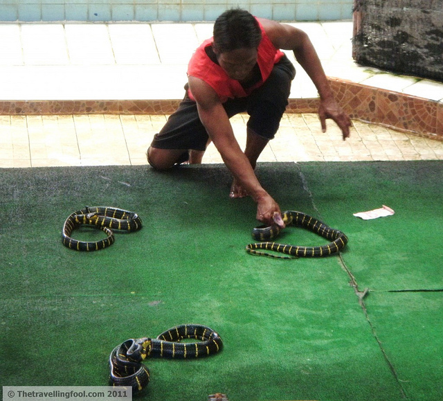 Thai-Snake-Handlers2-1024x927