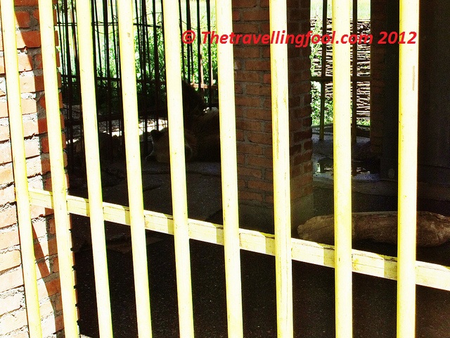 Bear Cage