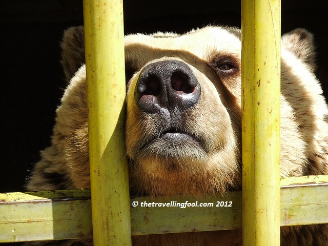 Gjilane Bear 2
