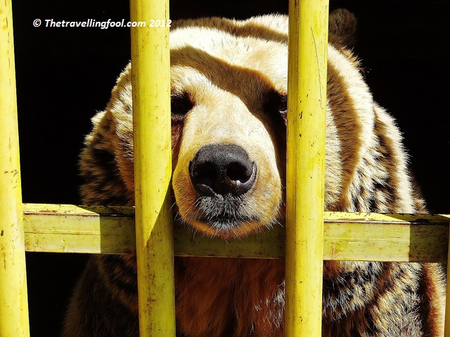 Gjilane bear 3