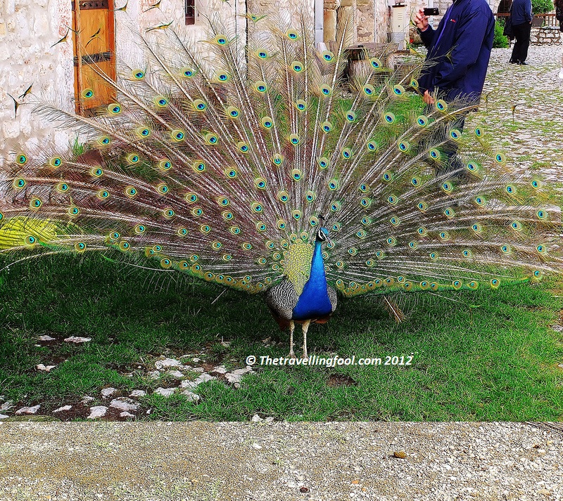 peacocks