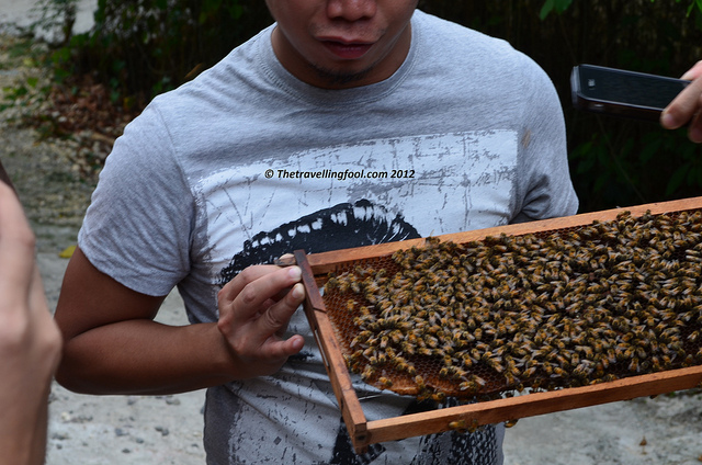Bee Hive