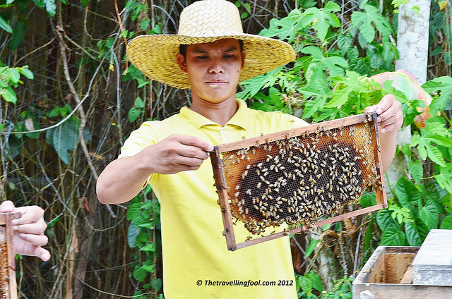 Bee Hives