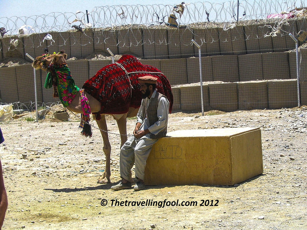 Camel Jockey Camel-Jockey