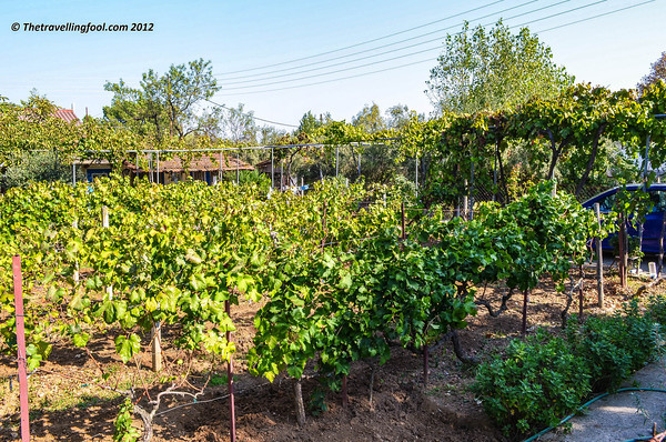 Greece-Vineyard