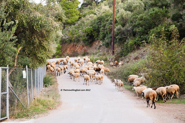 Greece-Sheep