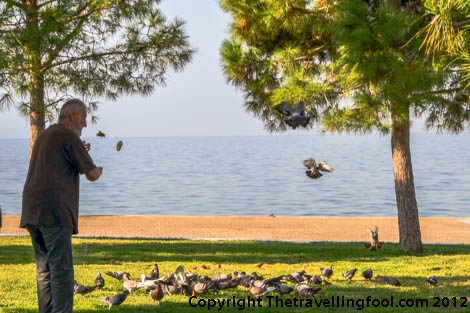 Thessaloniki Greece-bird feeding