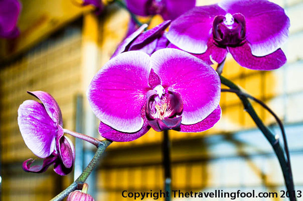 Violet Orchids