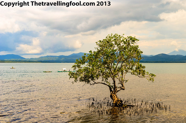 Lonely Tree