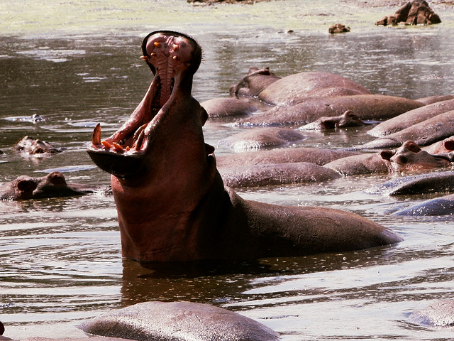 Guinea-Bissau